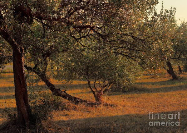 Symbol Art Print featuring the photograph Young Life in the Olive Grove by Angela Rath