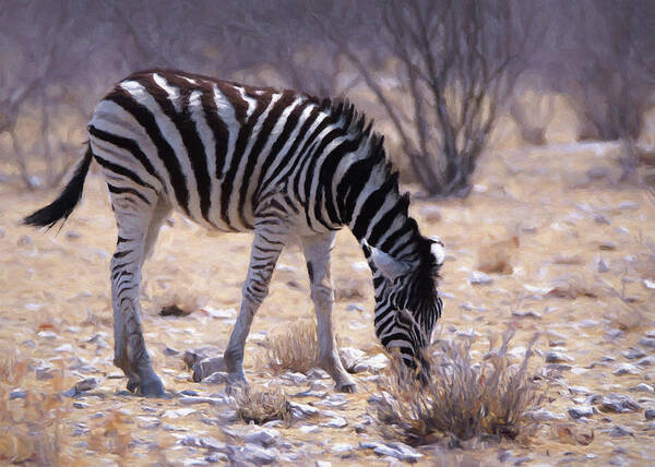 Zebra Art Print featuring the digital art Young Plains Zebra by Ernest Echols