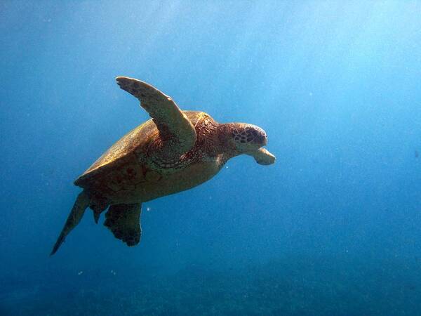 Underwater Art Print featuring the photograph Green Sea Turtle #1 by Chris Stankis