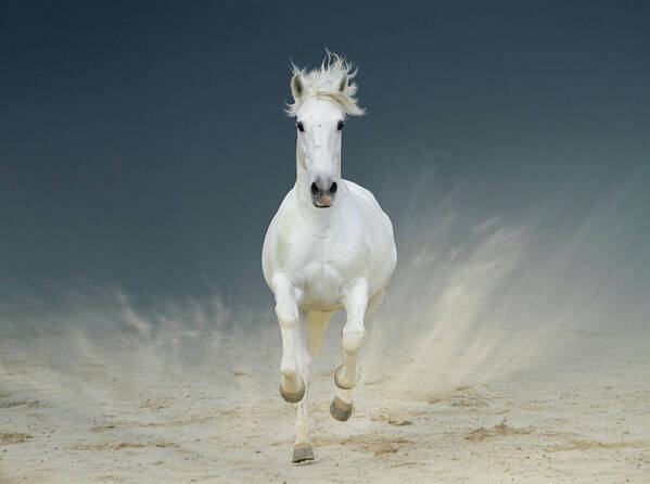 Horse Art Print featuring the photograph White Horse Galloping #1 by Christiana Stawski