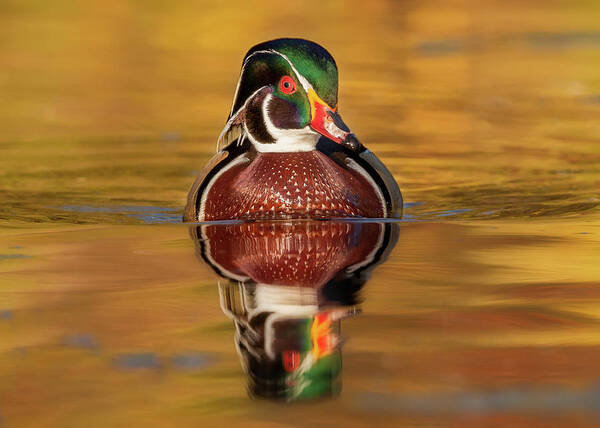 Adult Art Print featuring the photograph Wood Duck by Jerry Fornarotto