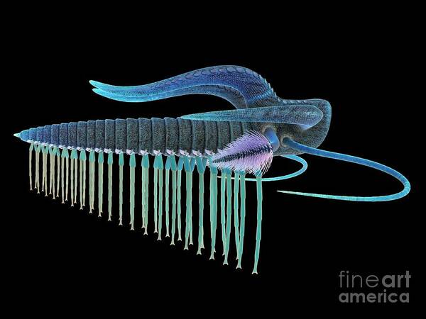 Ocean Art Print featuring the photograph Marella Marine Arthropod #13 by Sebastian Kaulitzki/science Photo Library