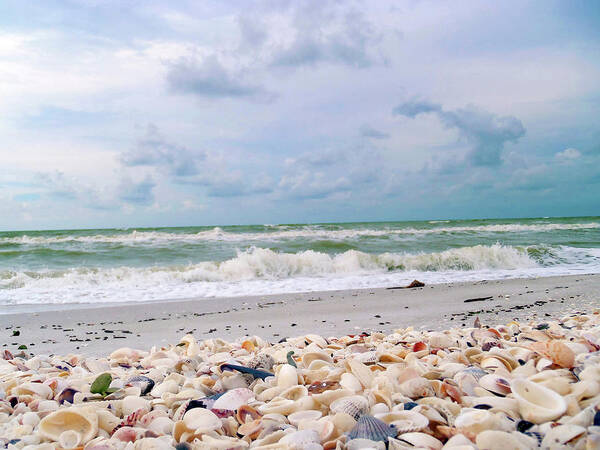 Anna Miller Art Print featuring the photograph Bounty Of Shells On Beaches Of Sanibel #2 by Anna Miller