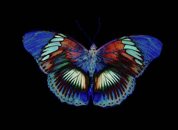 Insect Art Print featuring the photograph Colorful Butterfly Design Against Black #2 by Darrell Gulin