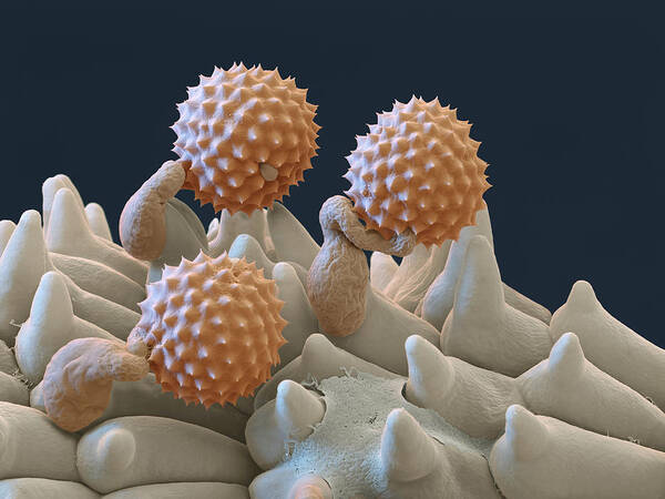 Ambrosia Art Print featuring the photograph Pollen And Pollen Tubes, Sem by Oliver Meckes EYE OF SCIENCE