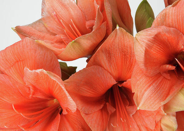 Orange Color Art Print featuring the photograph A Close-up Of A Bouquet Of Flowers #5 by Nicholas Eveleigh