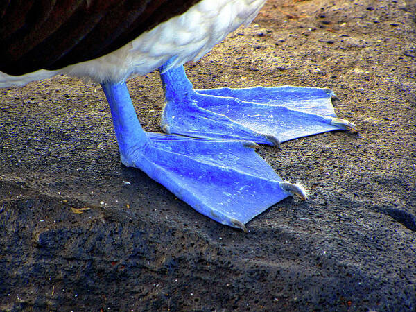 Galapagos Islands Ecuador Art Print featuring the photograph Galapagos Islands Ecuador #81 by Paul James Bannerman