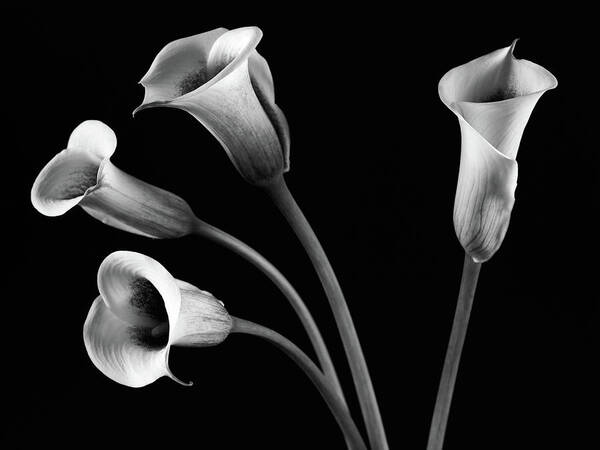 Calla Lily Art Print featuring the photograph A Family Of Four Calla Lilies by © Tim Layton Sr