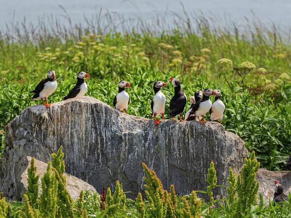Puffins Art Print featuring the photograph A Gathering of Puffins by Scene by Dewey