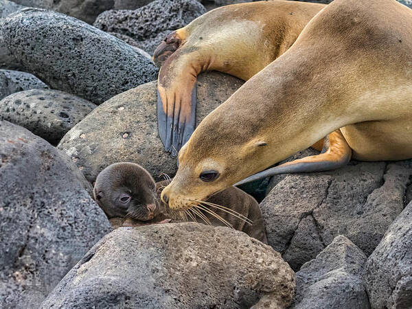 Galapagos Art Print featuring the photograph A Mother's Love by Siyu And Wei Photography