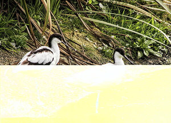 Avocet Art Print featuring the photograph A Pair Of Avocet by Jeff Townsend