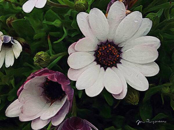 Brushstroke Art Print featuring the photograph African Daisy Blossoms by Jori Reijonen