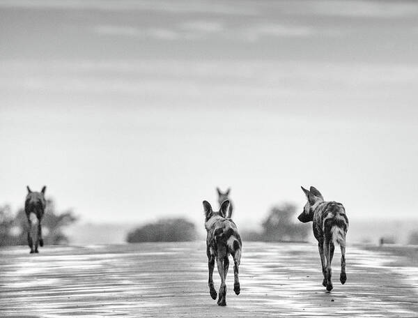 Wild Dog Art Print featuring the photograph African Wild Dogs trotting along a road, monochrome by Mark Hunter