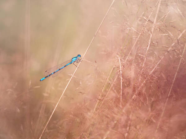 Dragonfly Art Print featuring the photograph Around The Meadow 12 by Jaroslav Buna