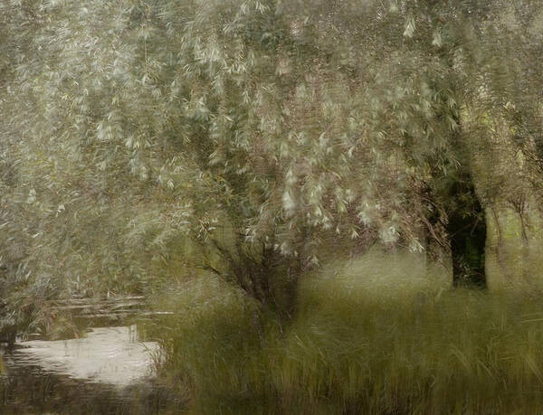 Willow Art Print featuring the photograph At The Riverbank by Nel Talen