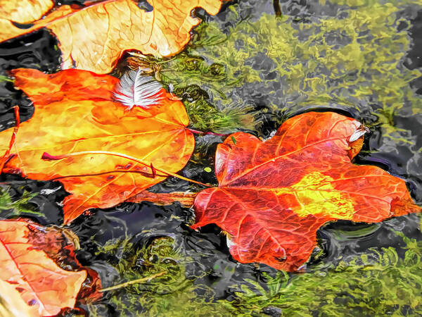 Autumn Art Print featuring the photograph Autumn Leaves by Susan Hope Finley