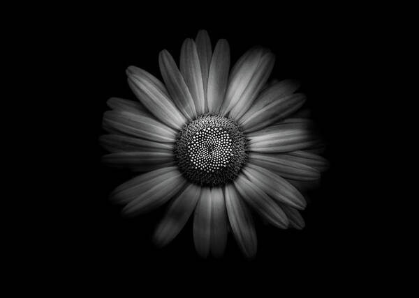 Brian Carson Art Print featuring the photograph Backyard Flowers In Black And White 31 by Brian Carson