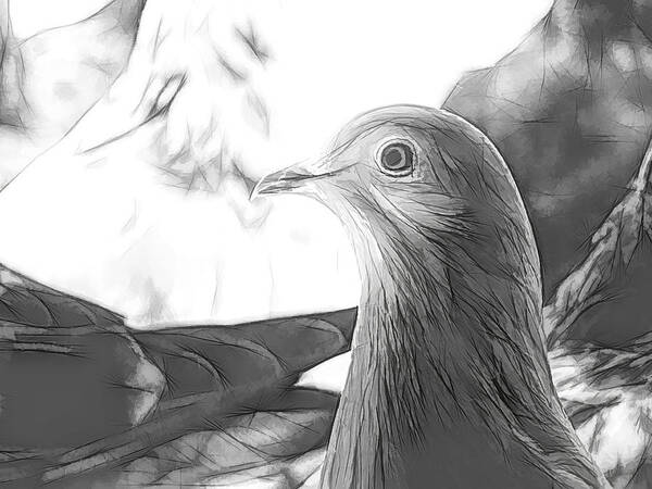 Pigeon Art Print featuring the photograph Beautiful Homing Pigeon Sketch by Don Northup