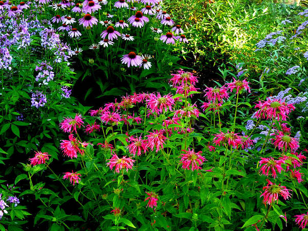 Bee Balm Art Print featuring the photograph Bee Balm, Dark Edition by Mike McBrayer