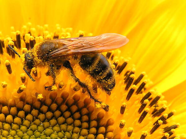 Insect Art Print featuring the photograph Bee On Sunflower by Eriko Shinozuka