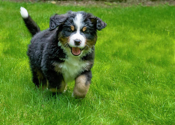 Dog Art Print featuring the photograph Bernese Mountain Dog Puppy Running 2 by Pelo Blanco Photo