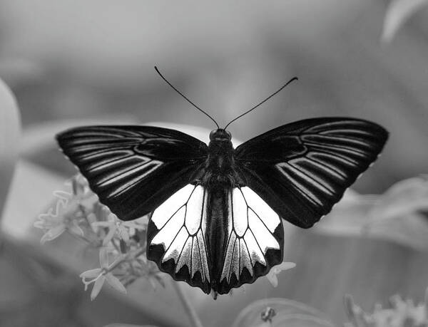 Disk1215 Art Print featuring the photograph Birdwing Butterfly Display by Tim Fitzharris