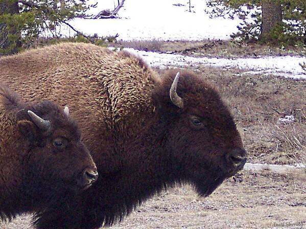 Yellowstone Art Print featuring the photograph Bison Mother and Calf by Enaid Silverwolf