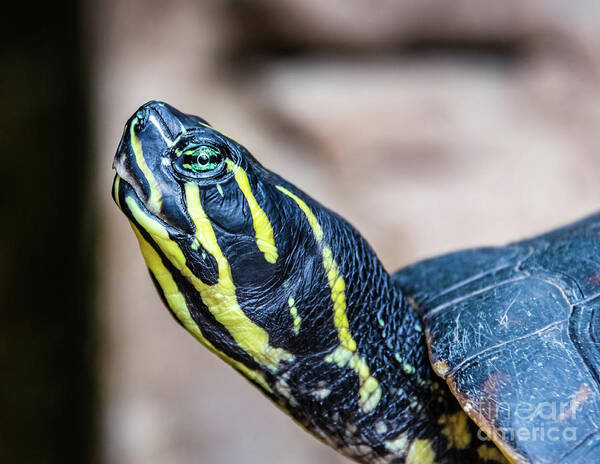 Turtle Art Print featuring the photograph Black and yellow water turtle portrait by Lyl Dil Creations