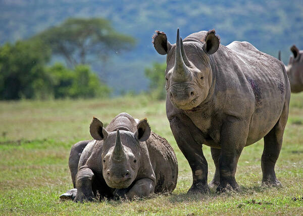 Horned Art Print featuring the photograph Black Rhino With Calf by Munib Chaudry
