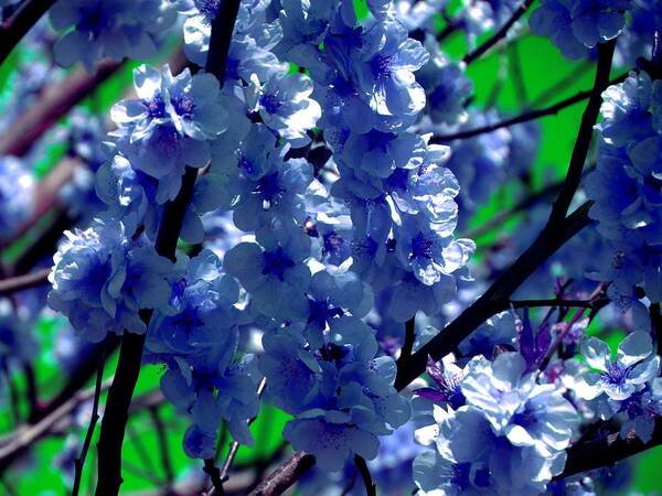 Blue Art Print featuring the photograph Blue cherry blossom - Colorful nature by Patricia Piotrak