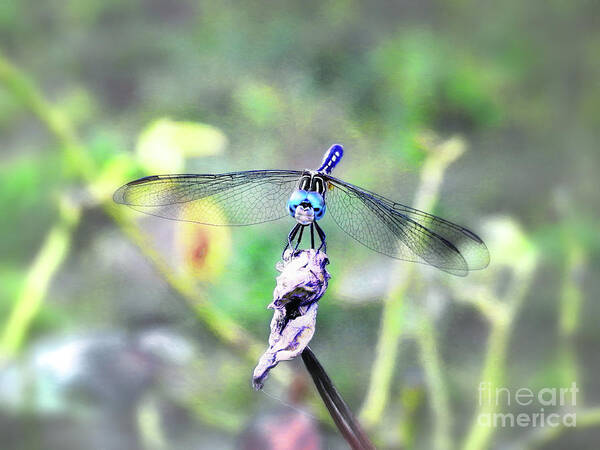 Dragonfly Art Print featuring the photograph Blue Dasher by Scott Cameron