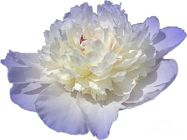 Blue Art Print featuring the photograph Blue Peony Flower Cropped Choose a Custom Background Color by Delynn Addams