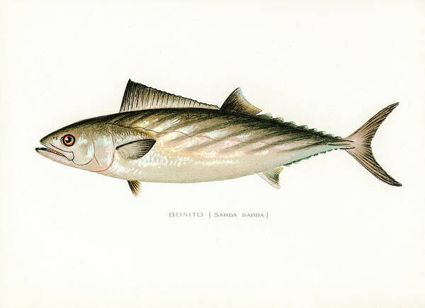 David Letts Art Print featuring the drawing Bonito by David Letts