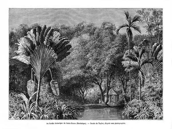 Engraving Art Print featuring the drawing Botanical Garden, Saint-pierre by Print Collector