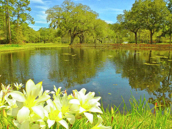 Pond Art Print featuring the photograph Botanical Gardens Pond by Bill Barber