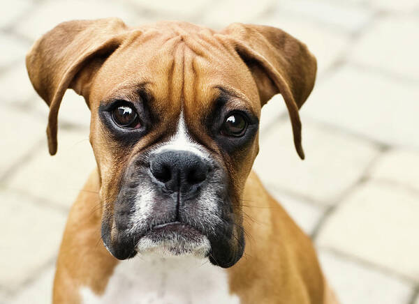 Pets Art Print featuring the photograph Boxer Puppy by Jody Trappe Photography
