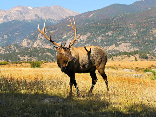 Grass Art Print featuring the photograph Bull Elk In The Rocky Mountains Of by Sandra Leidholdt