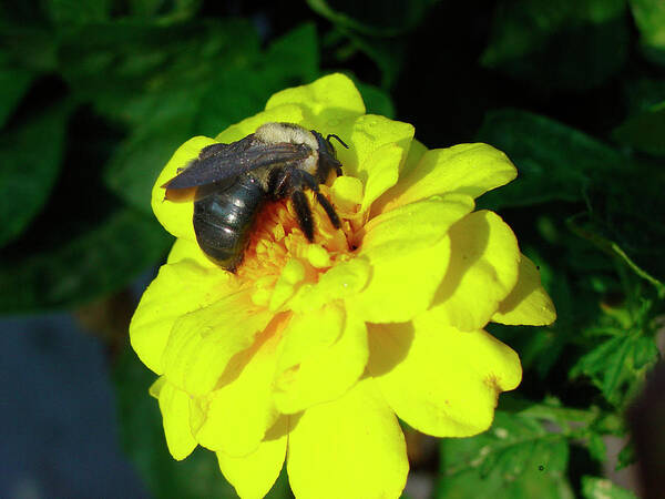 Bumblebee Art Print featuring the photograph Bumblebee by Audrey
