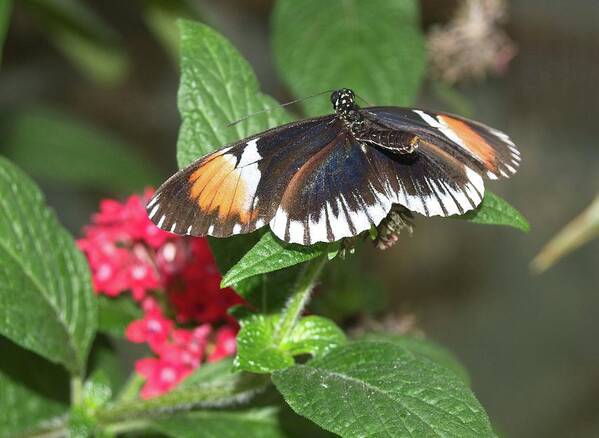 Butterflies Art Print featuring the photograph Butterfly 3 by Charles HALL