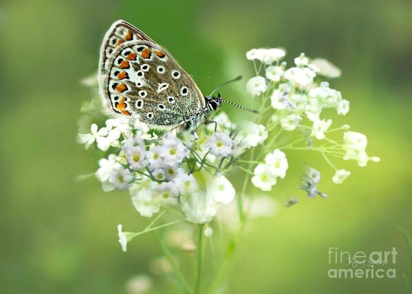 Butterfly Art Print featuring the mixed media Butterfly on Babybreath by Morag Bates
