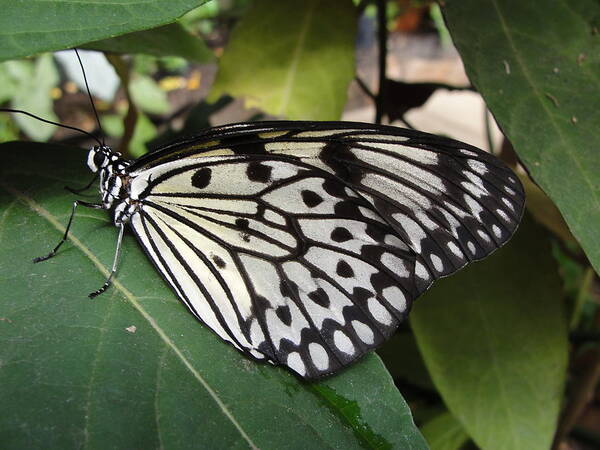 Butterfly Art Print featuring the photograph Butterfly by Patricia Caron