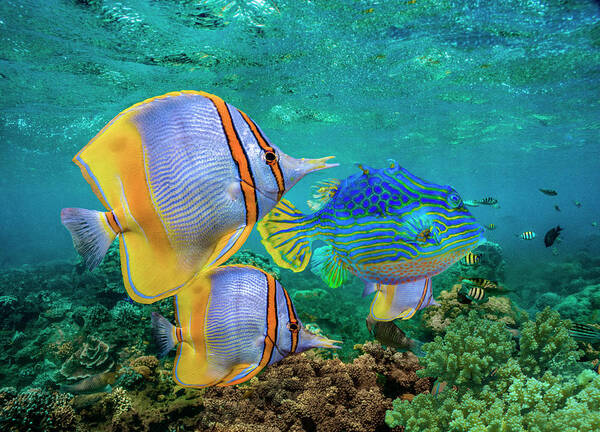 00586403 Art Print featuring the photograph Butterflyfish And Horned Boxfish, Coral Coast, Australia by Tim Fitzharris