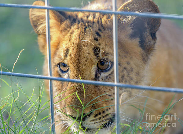 Wild Art Print featuring the photograph Caged by Dheeraj Mutha