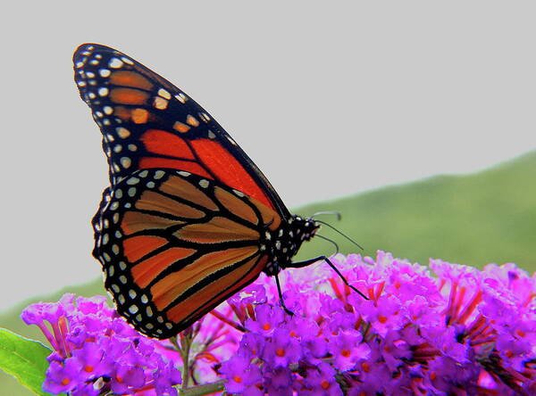 Butterfly Art Print featuring the photograph Celebrate Goodness by Allen Nice-Webb