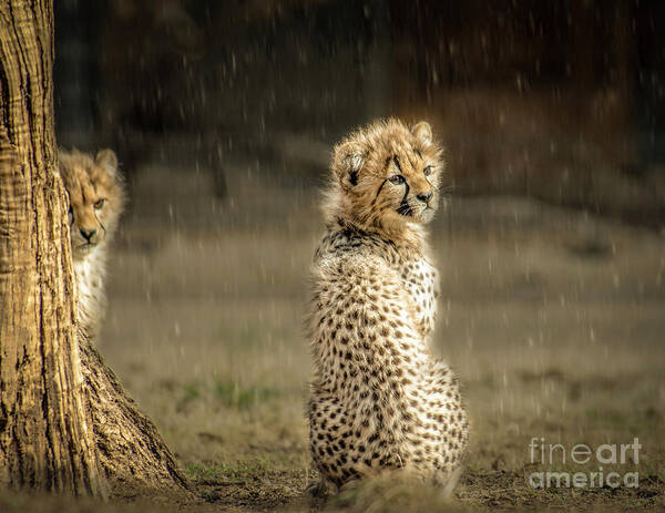 Animals Art Print featuring the photograph Cheetah Cubs and Rain 0168 by Donald Brown