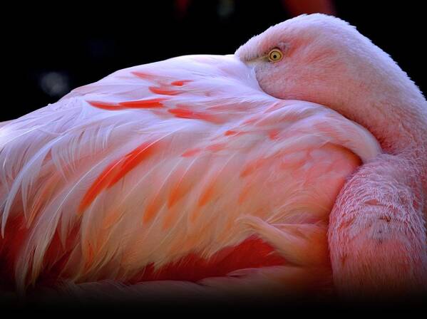 Animal Themes Art Print featuring the photograph Chilean Flamingo by Yuko Smith Photography