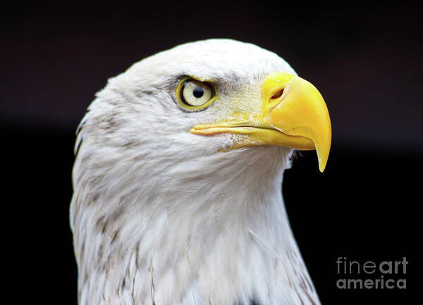 England Art Print featuring the photograph Close Up Of A Beautiful Bald Eagle by Sergio Mendoza Hochmann