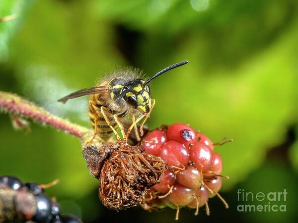 Hexapod Art Print featuring the photograph Common Wasp by Bob Gibbons/science Photo Library