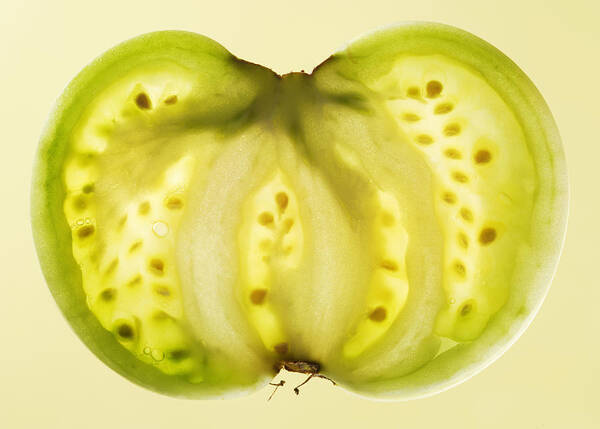 Transparent Art Print featuring the photograph Cross Section Of Green Tomato, Studio by Paul Taylor
