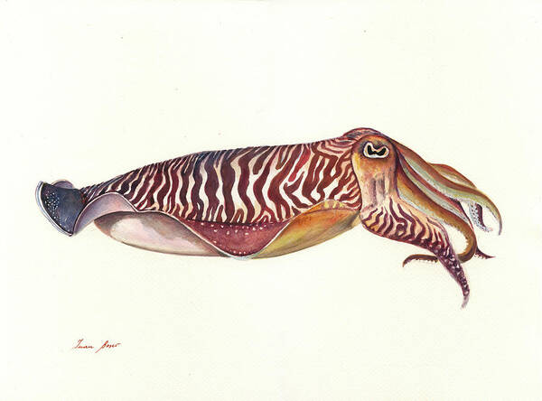 Cuttlefish Art Art Print featuring the painting Cuttlefish watercolor by Juan Bosco